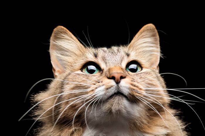 猫の『ヒゲが短くなっている』ときに考えられる理由4つ　起こりうる悪影響やトラブルの可能性も解説