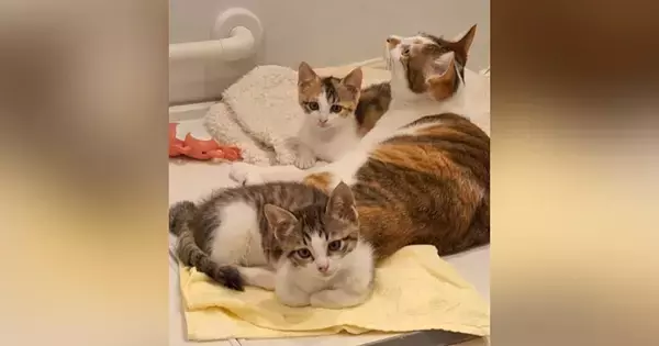 お風呂のフタの上で温まっていた猫たち→『おいで』と呼ぶと……可愛すぎる反応が217万再生「私たちの部屋感ｗ」「ほんと住んでるねｗ」