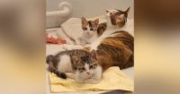 お風呂のフタの上で温まっていた猫たち→『おいで』と呼ぶと……可愛すぎる反応が217万再生「私たちの部屋感ｗ」「ほんと住んでるねｗ」