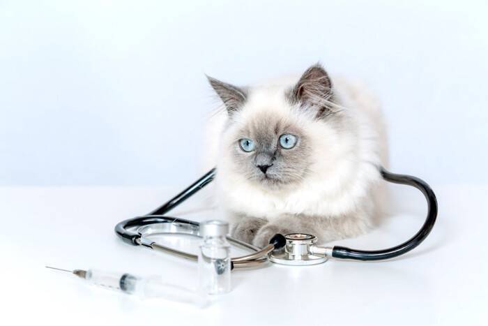 猫にとって危険な『腎臓病』の知識4つ　早期発見が難しい理由や予防のポイントまで解説
