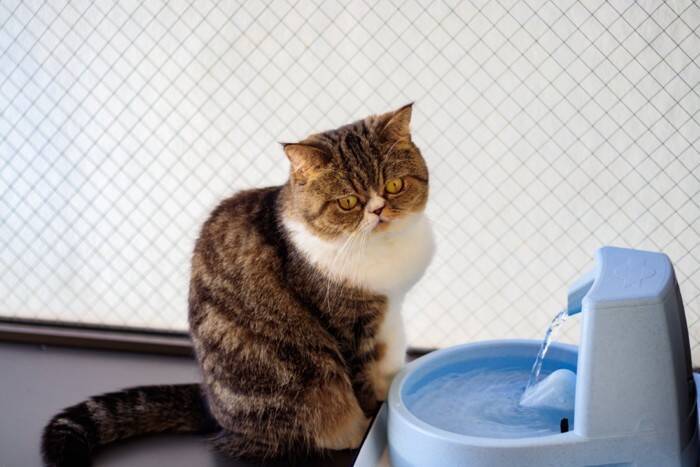 猫にとって危険な『腎臓病』の知識4つ　早期発見が難しい理由や予防のポイントまで解説