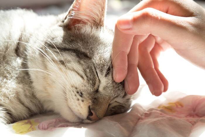 猫にとって危険な『腎臓病』の知識4つ　早期発見が難しい理由や予防のポイントまで解説