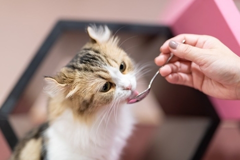 猫に『おやつ』をあげるのに適したタイミング5選　時間や回数はどうしたらいい？避けるべき与え方も