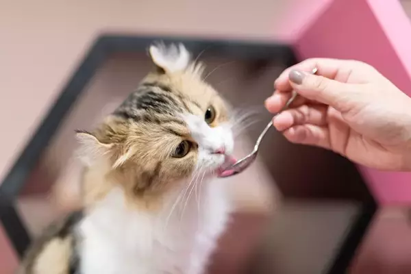 猫に『おやつ』をあげるのに適したタイミング5選　時間や回数はどうしたらいい？避けるべき与え方も