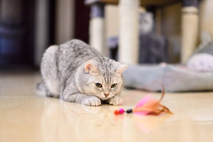 猫に『おやつ』をあげるのに適したタイミング5選　時間や回数はどうしたらいい？避けるべき与え方も