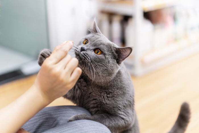 猫に『おやつ』をあげるのに適したタイミング5選　時間や回数はどうしたらいい？避けるべき与え方も