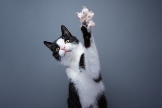 猫が執拗に『引っかいてくる』ときの原因4つ　起こりがちなシーンや適切な対処法も