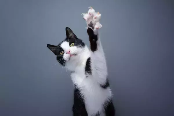 猫が執拗に『引っかいてくる』ときの原因4つ　起こりがちなシーンや適切な対処法も