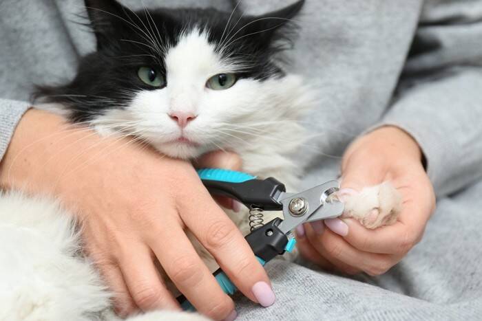 猫が執拗に『引っかいてくる』ときの原因4つ　起こりがちなシーンや適切な対処法も