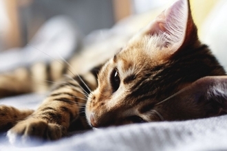 嵐で建物の地下に閉じ込められた猫、5日後に無事救助される　英国スコットランド