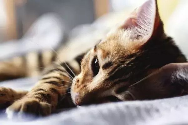 嵐で建物の地下に閉じ込められた猫、5日後に無事救助される　英国スコットランド