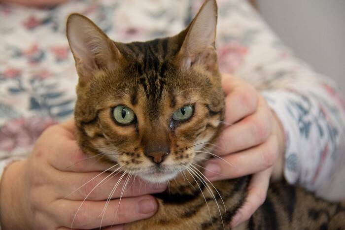 嵐で建物の地下に閉じ込められた猫、5日後に無事救助される　英国スコットランド