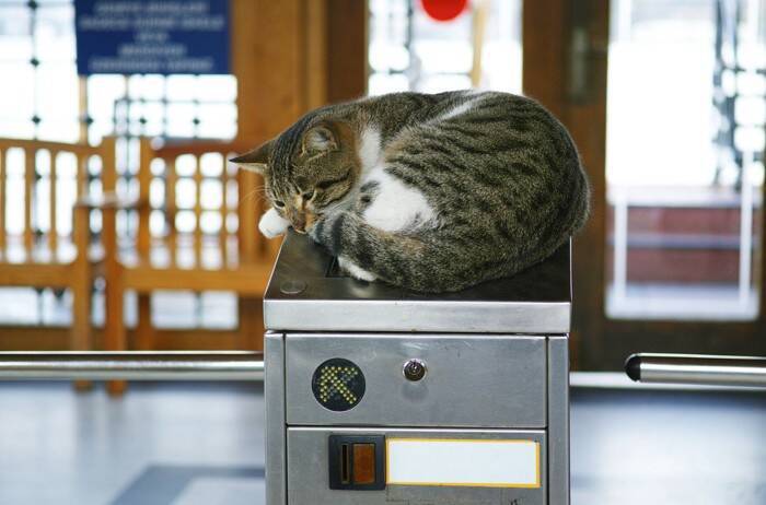 地下鉄駅のマスコット猫「ミカン」が大人気！会社の収益増にも貢献　台湾