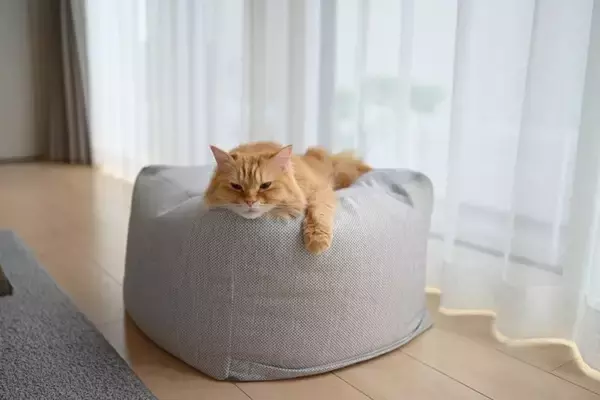 『成猫』を家族に迎えるメリット4つ　手がかからないって本当？飼育のコツもご紹介