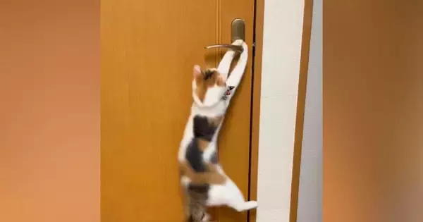 リビングから出たい猫→ドアを開けようと頑張った結果…かわいすぎる『挑戦の様子』が37万再生「賢いけど困るｗ」「応援しちゃったｗ」