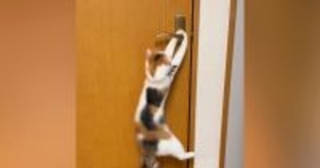 リビングから出たい猫→ドアを開けようと頑張った結果…かわいすぎる『挑戦の様子』が37万再生「賢いけど困るｗ」「応援しちゃったｗ」
