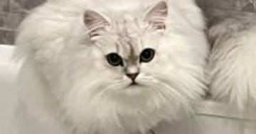 モッフモフの猫を洗った結果→まるで『別の猫』みたいに変化して…まさかのビフォーアフターに「６度見した」「とけちゃった…」と驚きの声