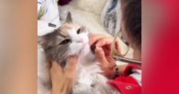 『薬を飲んだ猫』→次の瞬間、表情が変化して……『衝撃的な光景』に爆笑の声「わかりやすいｗ」「めちゃめちゃ可愛いｗ」と10万再生