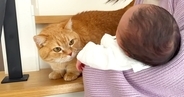 ママが生まれたばかりの赤ちゃんを猫に見せたら…『人見知り全開の反応』が可愛すぎると43万再生「面白いリアクションｗ」「見守ってる感ｗ」