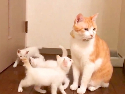 ５匹の保護子猫と初対面した先住猫→まわりを囲まれてしまい…予想外な『はじめましての光景』が78万再生「最後乗られてるしｗ」「ママか」