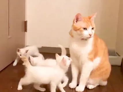 ５匹の保護子猫と初対面した先住猫→まわりを囲まれてしまい…予想外な『はじめましての光景』が78万再生「最後乗られてるしｗ」「ママか」