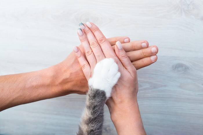 猫に対して『家族の一員になったな』と感じる瞬間3選　安心して過ごせているサインもご紹介