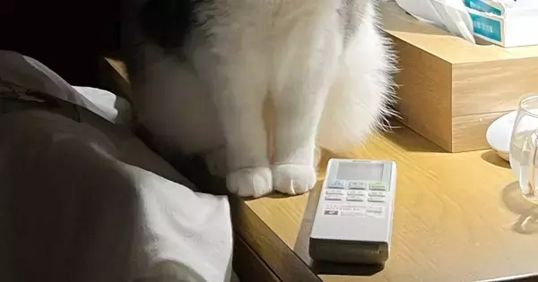 動物病院から帰ってきた猫→『暗い室内』で……まさかの瞬間に「めちゃめちゃ表情に出てるｗ」「ライトの当たり具合ｗ」と爆笑する人が続出
