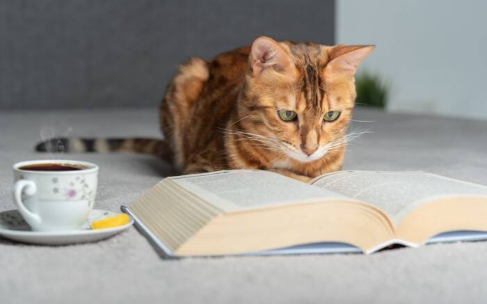 猫が『飼い主のマネをしている』ように見える瞬間4選　実は偶然ではない？科学的な根拠も解説