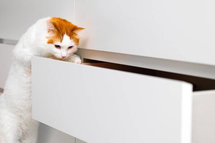 猫が『飼い主のマネをしている』ように見える瞬間4選　実は偶然ではない？科学的な根拠も解説