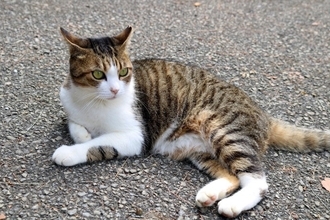 猫の飼い主が避けるべき『非常識な行動』3選　迷惑をかけないための心得や注意すべきポイント