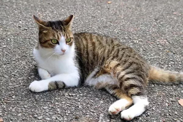猫の飼い主が避けるべき『非常識な行動』3選　迷惑をかけないための心得や注意すべきポイント