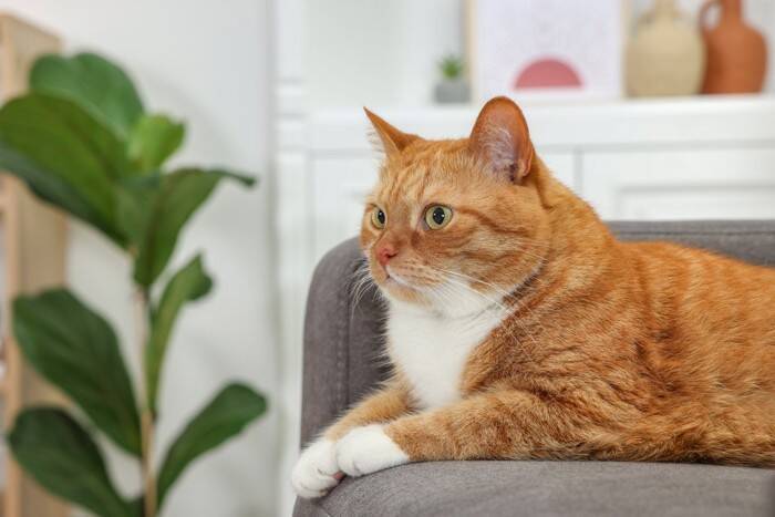 猫の飼い主が避けるべき『非常識な行動』3選　迷惑をかけないための心得や注意すべきポイント