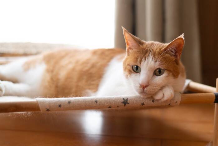 猫の飼い主が避けるべき『非常識な行動』3選　迷惑をかけないための心得や注意すべきポイント