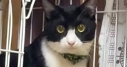 『かわいい』と言っただけなのに…猫がとった行動に爆笑する人が続出「獲物をロックオンした顔ｗ」「夜中にめっちゃ笑ったｗ」と26万再生