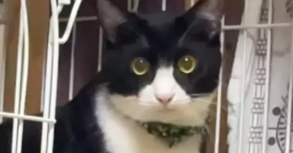『かわいい』と言っただけなのに…猫がとった行動に爆笑する人が続出「獲物をロックオンした顔ｗ」「夜中にめっちゃ笑ったｗ」と26万再生