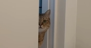 体調不良で寝込んでいたら、猫が近くにやってきて…思わず笑顔になる光景に「優しすぎる」「心配なんだろうね」「ずっと見ていられる」の声