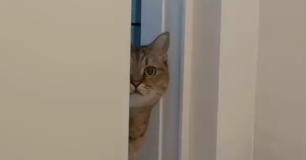 体調不良で寝込んでいたら、猫が近くにやってきて…思わず笑顔になる光景に「優しすぎる」「心配なんだろうね」「ずっと見ていられる」の声