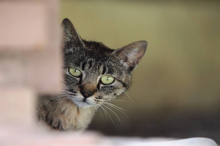 『気性が激しい猫』に見られがちな特徴4つ　暴れてしまう理由や上手な関わり方も解説