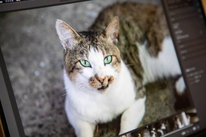 猫を亡くして『ペットロス』の人に言ってはいけないNGワード4つ　寄り添うつもりでも逆効果に…