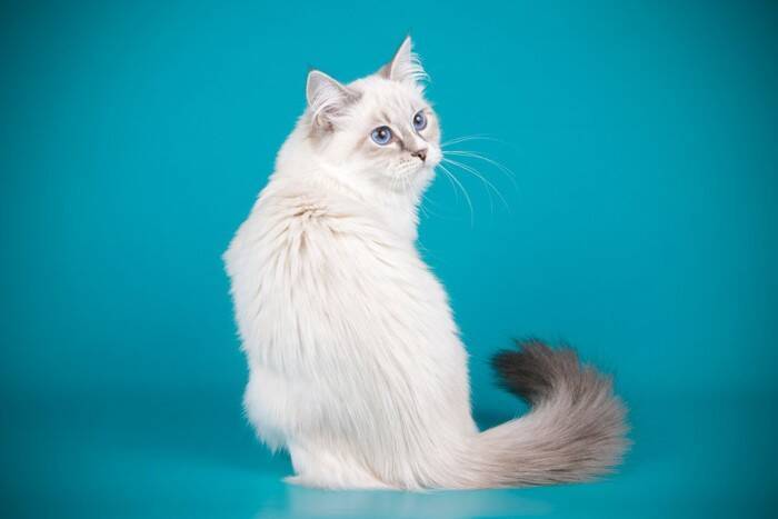 猫を亡くして『ペットロス』の人に言ってはいけないNGワード4つ　寄り添うつもりでも逆効果に…