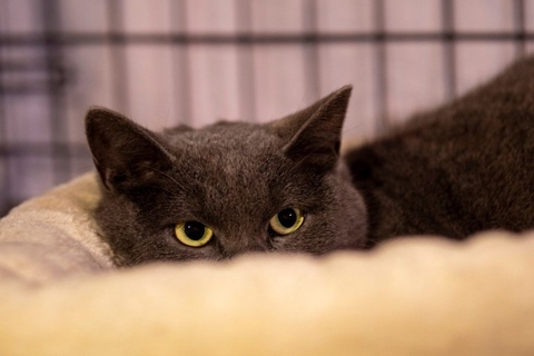 猫に絶対付けてはいけないNGな『名前』6つ　避けるべき理由から名付けのコツまで