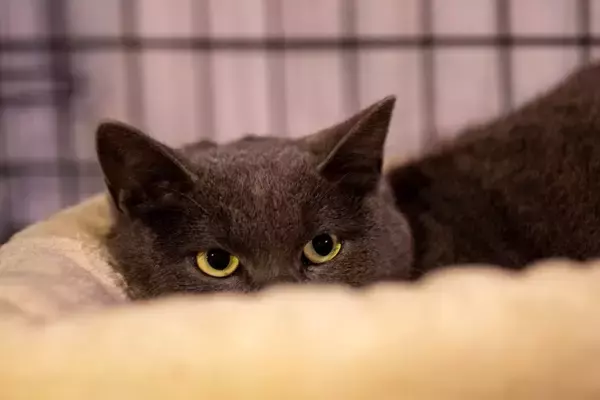 猫に絶対付けてはいけないNGな『名前』6つ　避けるべき理由から名付けのコツまで