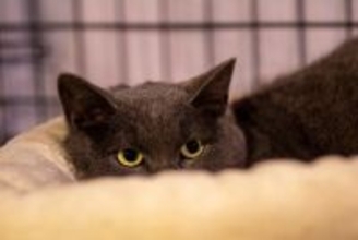 猫に絶対付けてはいけないNGな『名前』6つ　避けるべき理由から名付けのコツまで