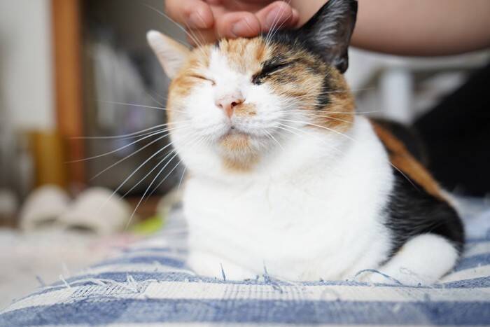 猫に絶対付けてはいけないNGな『名前』6つ　避けるべき理由から名付けのコツまで