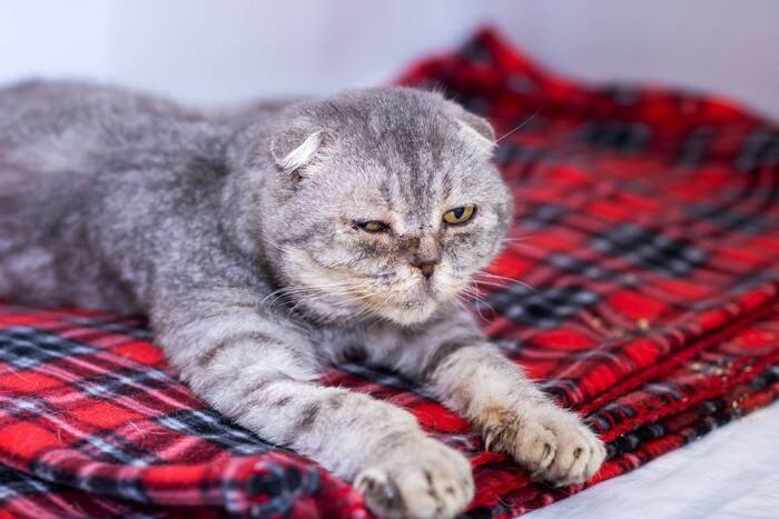 猫が『亡くなった後』にやるべきこと4つ　大切な愛猫を見送るために必要な準備