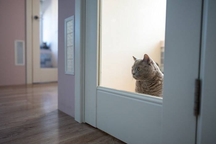 猫が『ペットホテル』で過ごすときの心理3つ　どんな気持ちになるの？お迎え後のケア方法まで