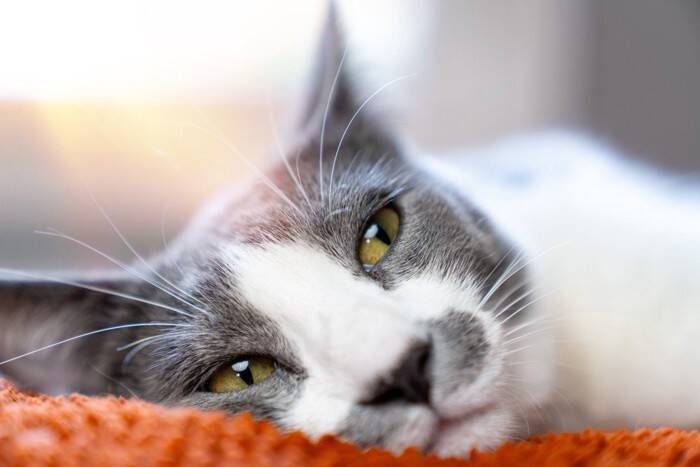 猫が『ペットホテル』で過ごすときの心理3つ　どんな気持ちになるの？お迎え後のケア方法まで