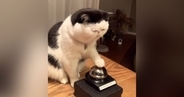 夜におやつが欲しくなった猫→ベルを『チーン』と鳴らして…かわいすぎる光景が90万再生「押し方がかわいいｗ」「永遠にあげたくなる」