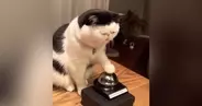 夜におやつが欲しくなった猫→ベルを『チーン』と鳴らして…かわいすぎる光景が90万再生「押し方がかわいいｗ」「永遠にあげたくなる」