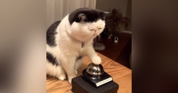 夜におやつが欲しくなった猫→ベルを『チーン』と鳴らして…かわいすぎる光景が90万再生「押し方がかわいいｗ」「永遠にあげたくなる」
